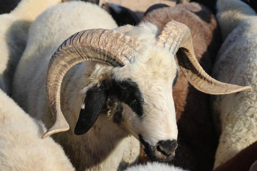 Kurban ibadetiyle ilgili doğru bilinen yanlışlar 12